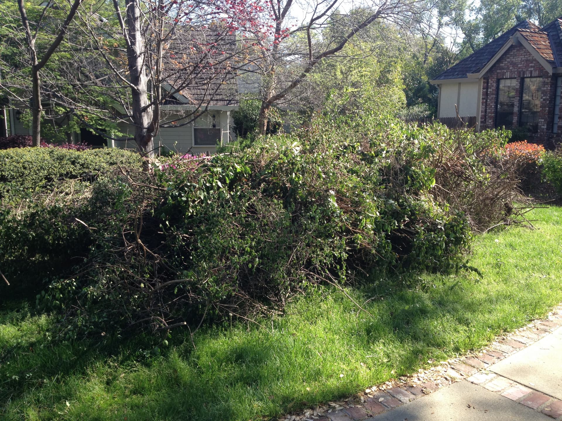Overgrown Yard Clearing before Long's Trash Hauling